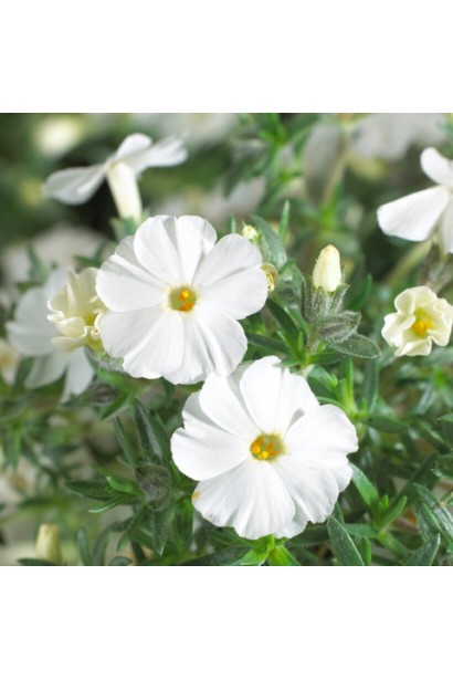 Флокс дугласа ’Айсберг’